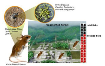 People are more likely to get Lyme disease in fragmented forests.